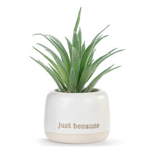 Thinking Of You Just Because Mini Succulent+