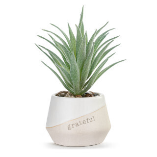 Grateful Just Because Mini Succulent+