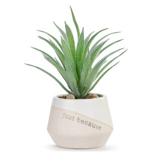 Grateful Just Because Mini Succulent+