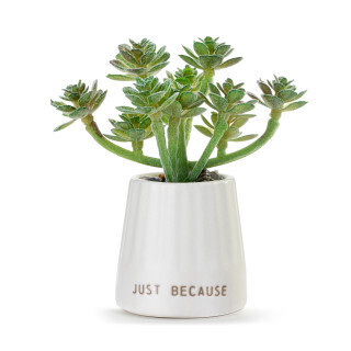 While Just Because Mini Succulent+