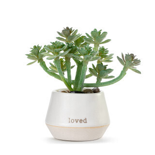 Loved Just Because Mini Succulent+