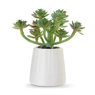 While Just Because Mini Succulent+