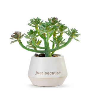 Loved Just Because Mini Succulent+