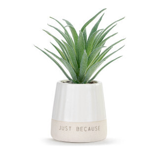 Oh, Happy Day Just Because Mini Succulents+