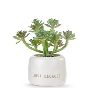 Woo Hoo, Just Because Mini Succulent+