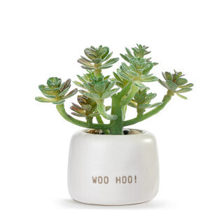 Woo Hoo, Just Because Mini Succulent+