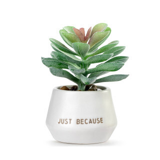 Simple Just because Mini Succulent+