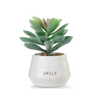 Simple Just because Mini Succulent+