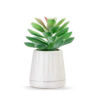 XoXo Just Because Mini Succulent+