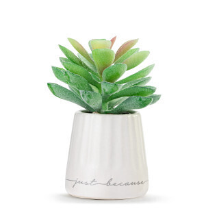 XoXo Just Because Mini Succulent+