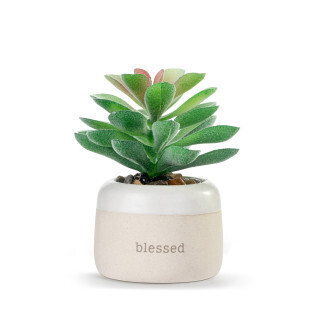 Blessed Just Because Mini Succulent+