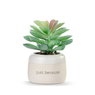 Blessed Just Because Mini Succulent+