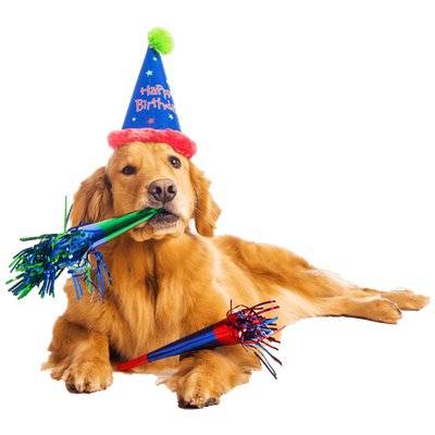 Dogs