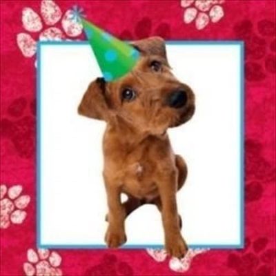 RRed Puppy Beverage Napkins 16ct AMZ+