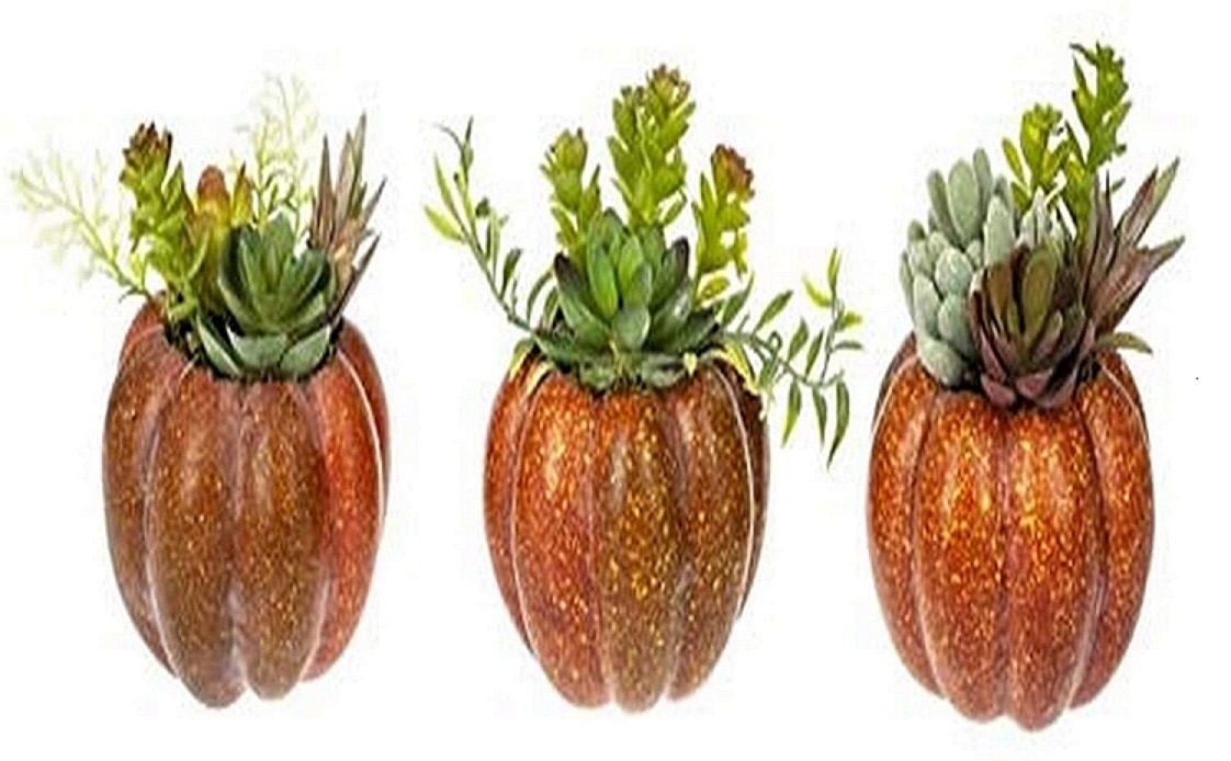 Pumpkin Succulent Figurine (1ct)+