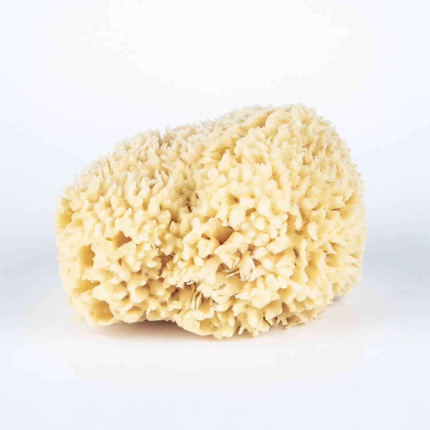 Natural Sea Sponge Large Sea Wool Sponge+