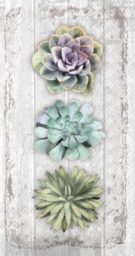 Paper Guest Towels / Succulents Still Life