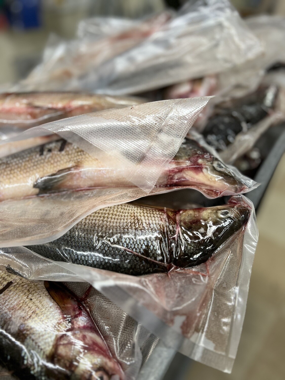 Fresh Frozen Bait: Locally Sourced Alaskan Whitefish