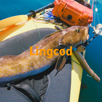 Lingcod