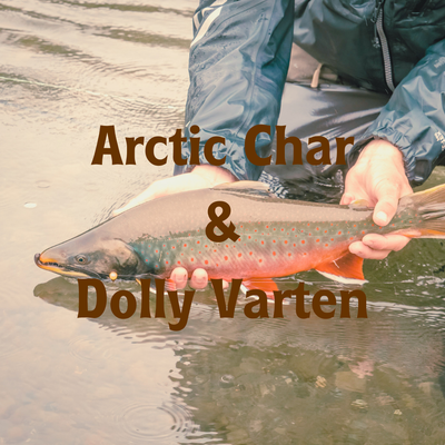 Arctic Char - Dolly Varden