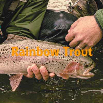 Rainbow Trout