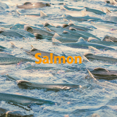 Salmon