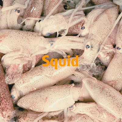Squid