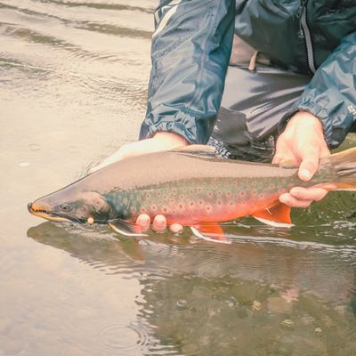 Arctic Char - Dolly Varden