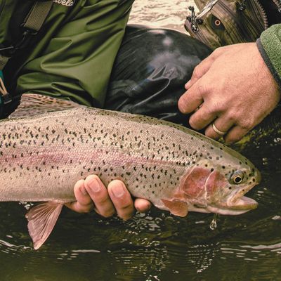 Rainbow Trout