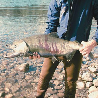 Chum - Dog Salmon