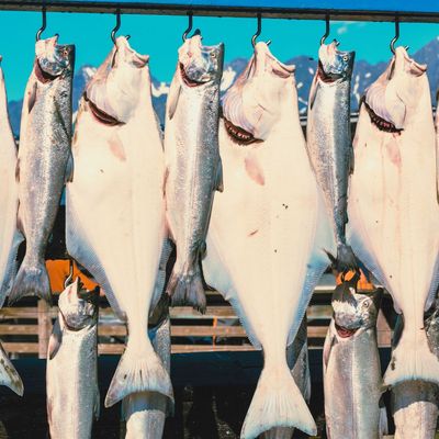 Shop by Target Species