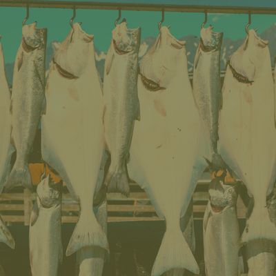 Shop by Target Species