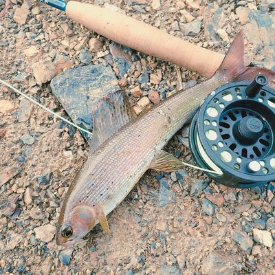 Arctic Grayling