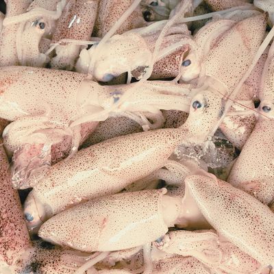Squid
