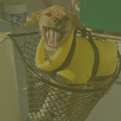 Shop Pets