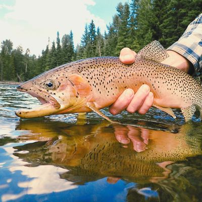 Lake Trout