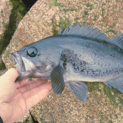 Rockfish