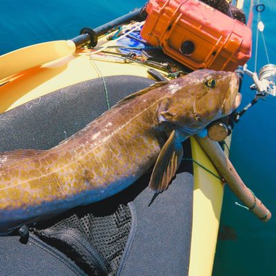 Lingcod