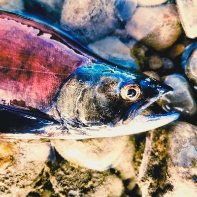 Kokanee