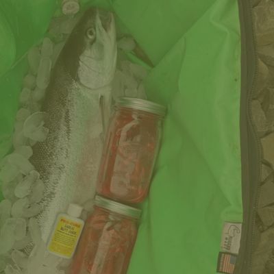 Shop Bait Cure