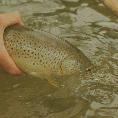 Combo Catch-and-Release Sale!