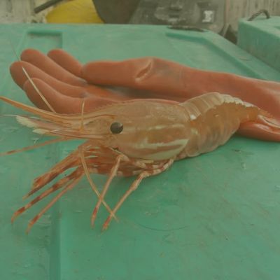 Shrimply Spring Sale &amp; Giveaway!