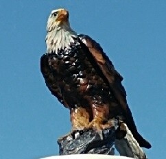 Eagle on Display Flagpole Topper