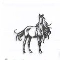 Horse - Stallion Wall Art