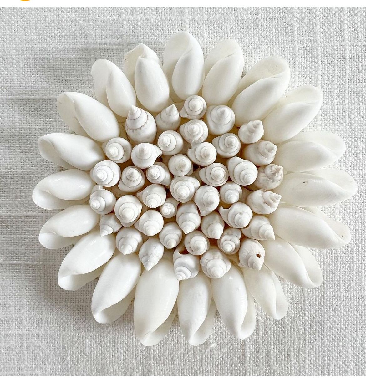 White Sunflower