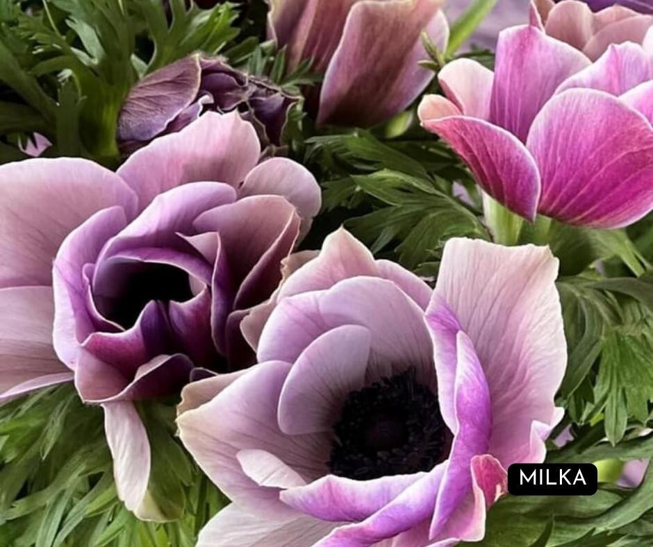 Italian Anemone Mistral Plus Milka