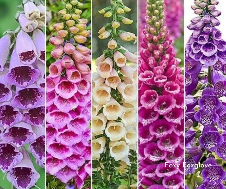 Digitalis Foxy Foxglove Mix