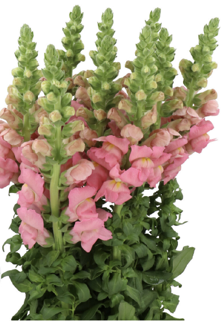 Opus III Pink Snapdragon