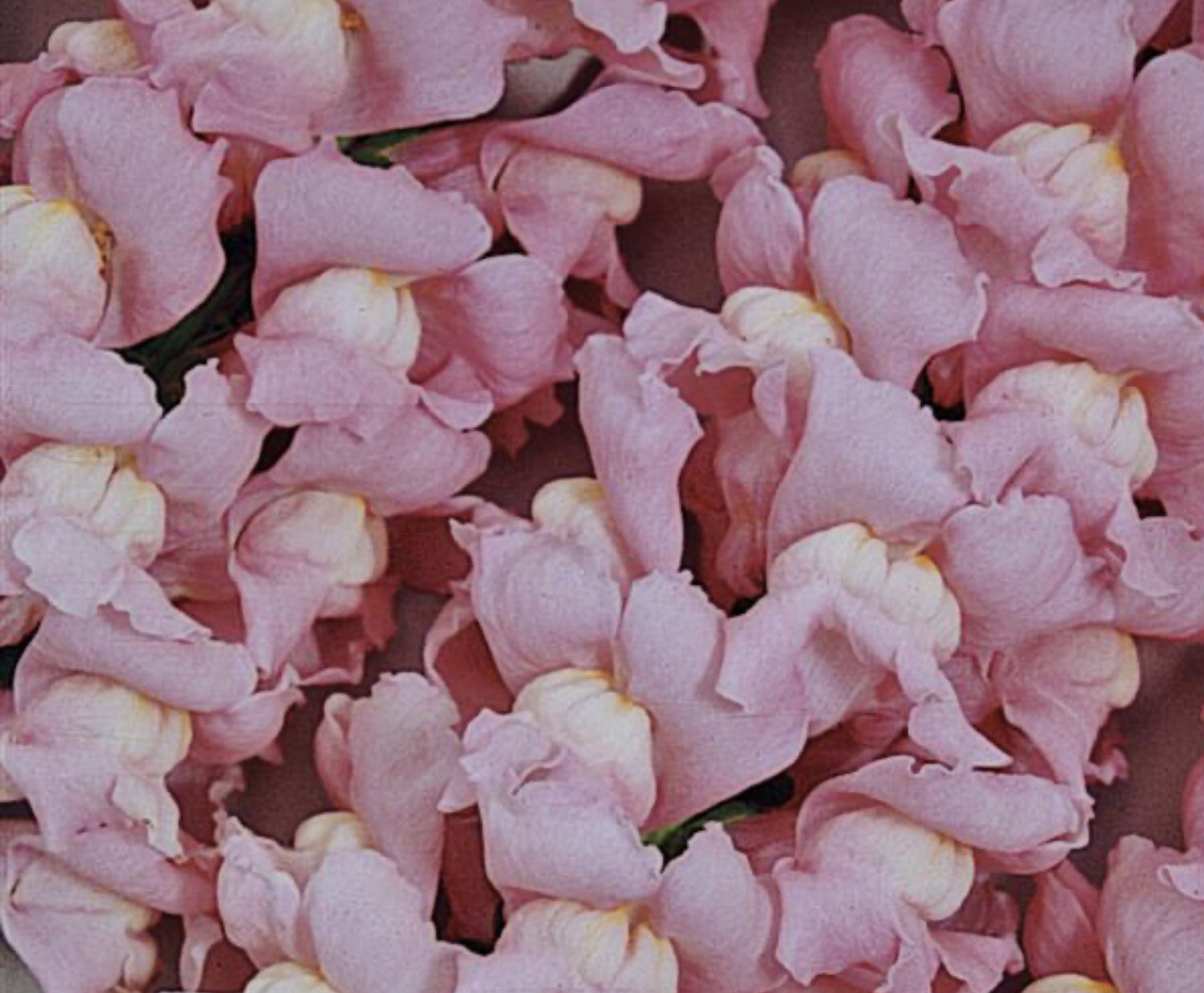 Maryland Pink True Snapdragon