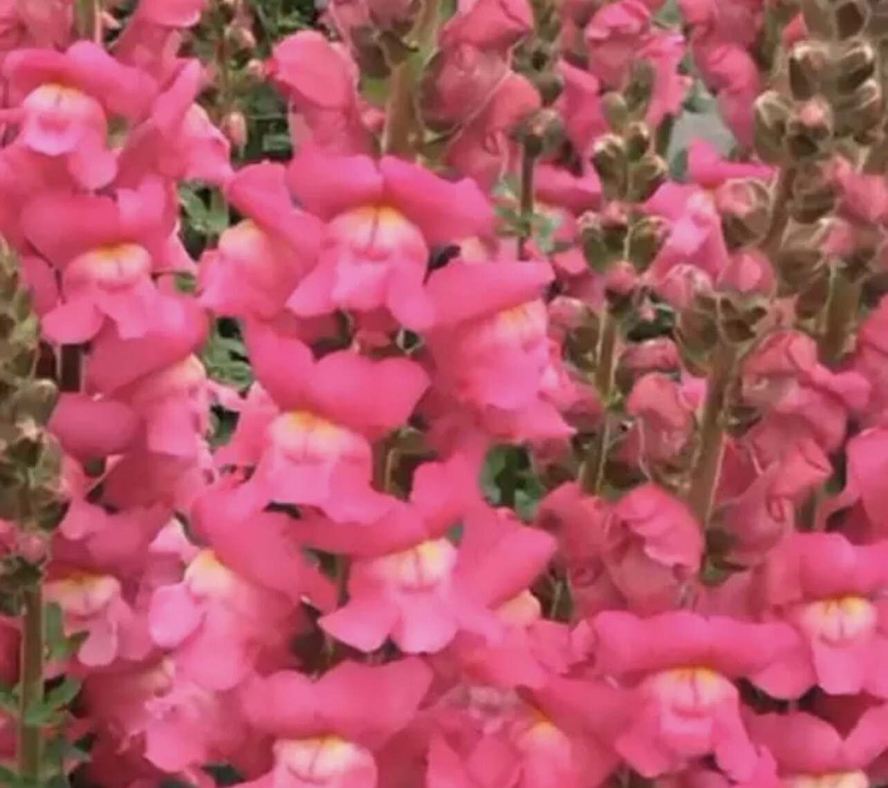 Maryland Rose Snapdragon